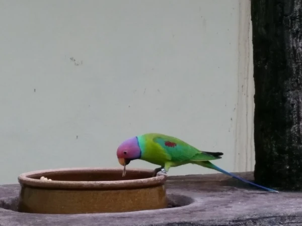 KL Bird Park Kuala-Lumpur Malaysia - парк птиц в Куала-Лумпур Малайзия