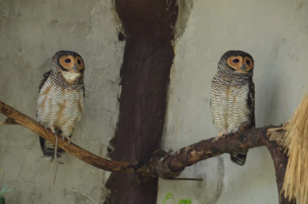 KL Bird Park Kuala-Lumpur Malaysia - парк птиц в Куала-Лумпур Малайзия