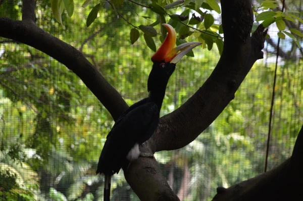 KL Bird Park Kuala-Lumpur Malaysia - парк птиц в Куала-Лумпур Малайзия