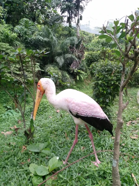 KL Bird Park Kuala-Lumpur Malaysia - парк птиц в Куала-Лумпур Малайзия