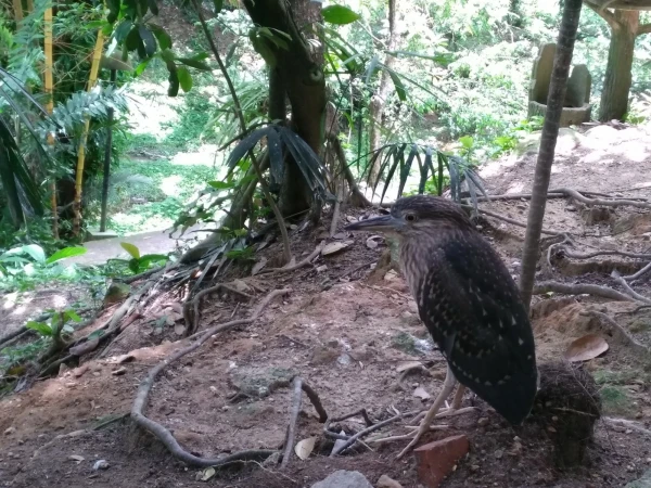 KL Bird Park Kuala-Lumpur Malaysia - парк птиц в Куала-Лумпур Малайзия