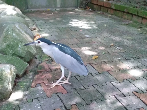 KL Bird Park Kuala-Lumpur Malaysia - парк птиц в Куала-Лумпур Малайзия