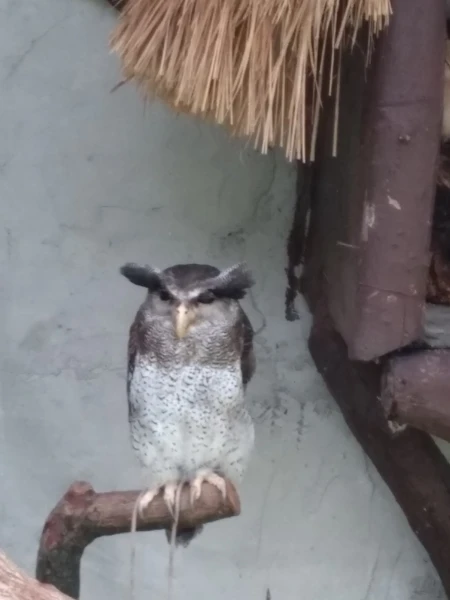KL Bird Park Kuala-Lumpur Malaysia - парк птиц в Куала-Лумпур Малайзия