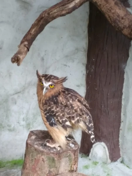 KL Bird Park Kuala-Lumpur Malaysia - парк птиц в Куала-Лумпур Малайзия