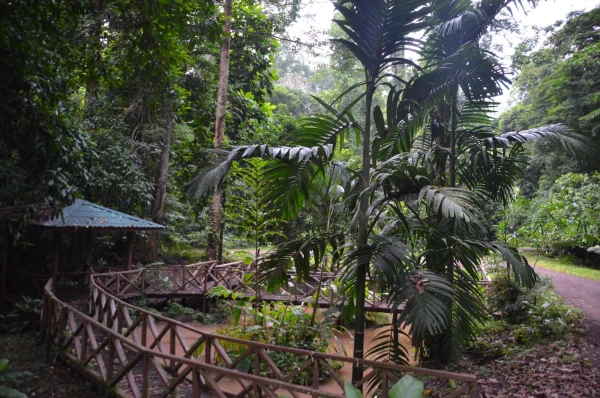 Подвесная канатная дорога на Борнео в заповеднике Канопи-волквэй Canopy walkway Danum Valley