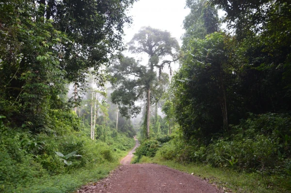 Подвесная канатная дорога на Борнео в заповеднике Канопи-волквэй Canopy walkway Danum Valley