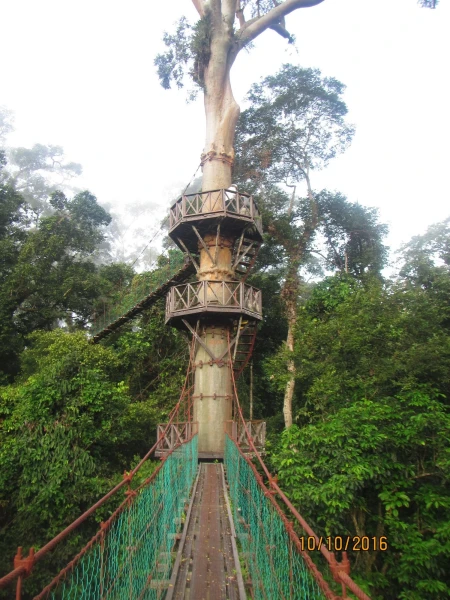 Подвесная канатная дорога на Борнео в заповеднике Канопи-волквэй Canopy walkway Danum Valley