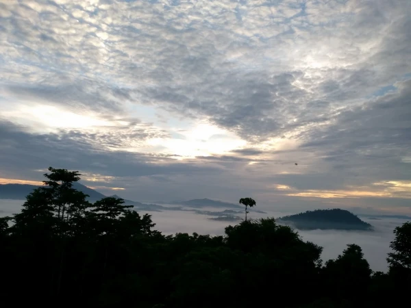 Подвесная канатная дорога на Борнео в заповеднике Канопи-волквэй Canopy walkway Danum Valley