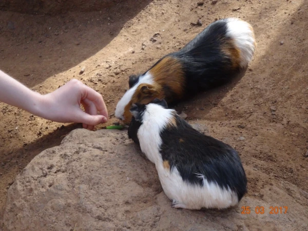 Monkey Park. В парке monkey - не все...