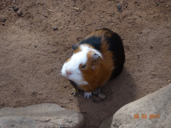 Monkey Park