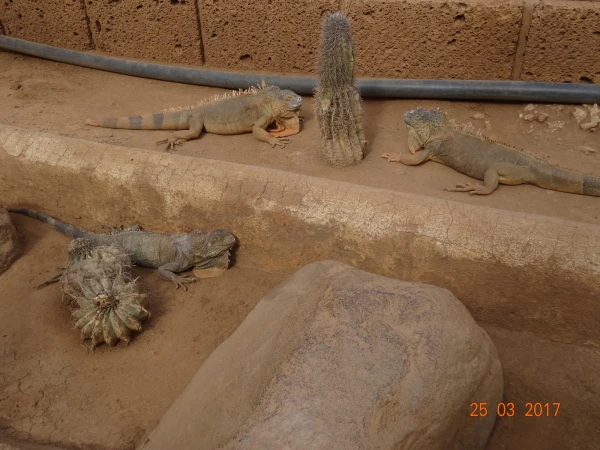 Monkey Park