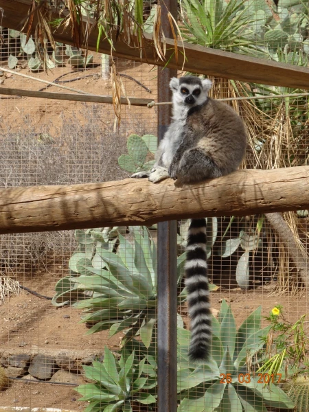 Monkey Park