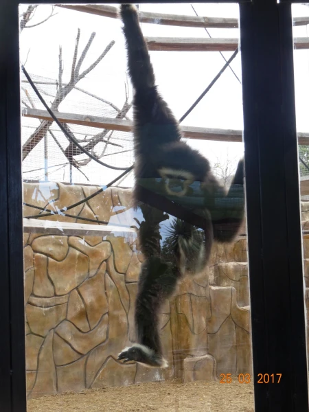 Monkey Park