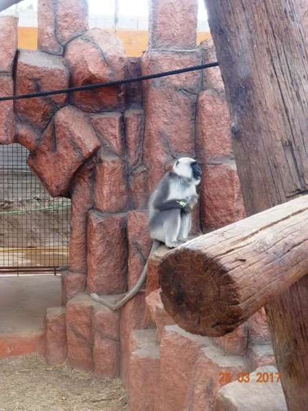 Monkey Park