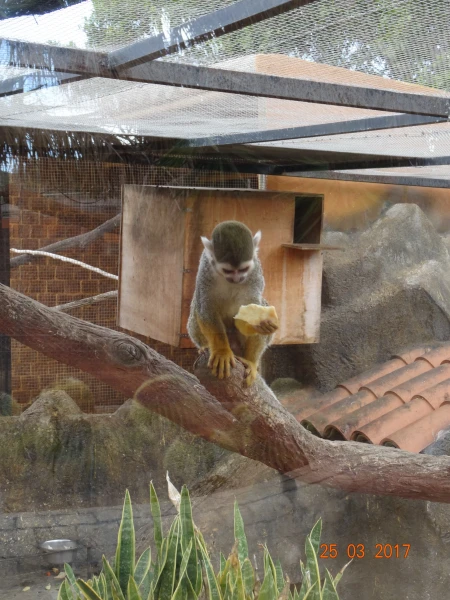 Monkey Park