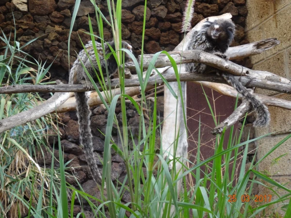 Monkey Park