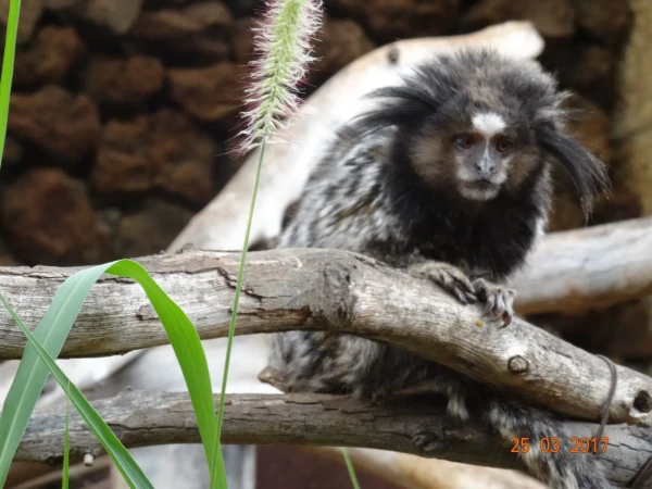 Monkey Park