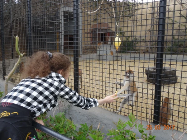 Monkey Park. В парке monkey - не все...