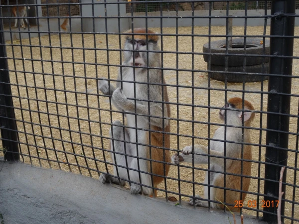 Monkey Park