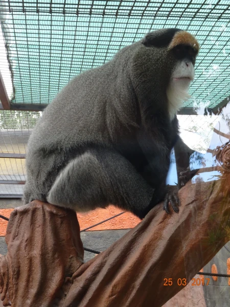 Monkey Park