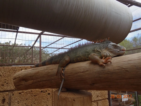 Monkey Park. В парке monkey - не все...