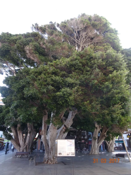 Plaza de la Constitucion