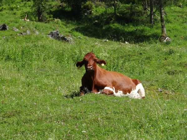 А вот и альпийская коровка