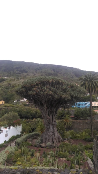 Dracaena Draco