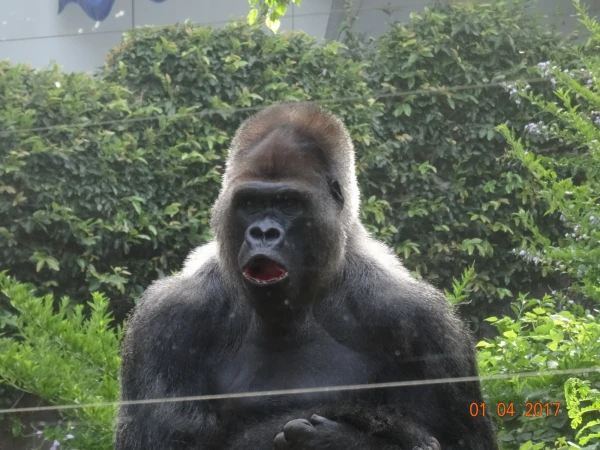 Loro Parque