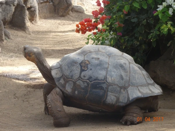 Loro Parque
