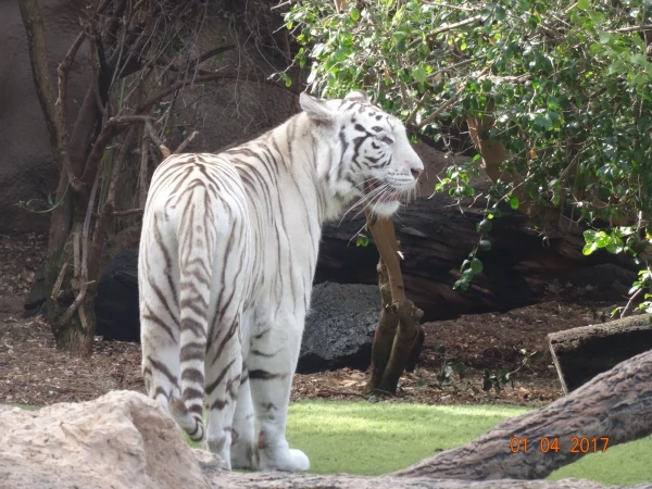 Loro Parque