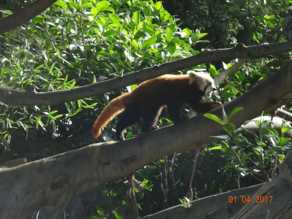 Loro Parque