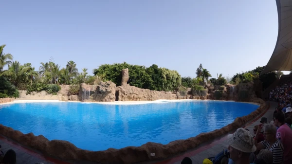 Dolfins