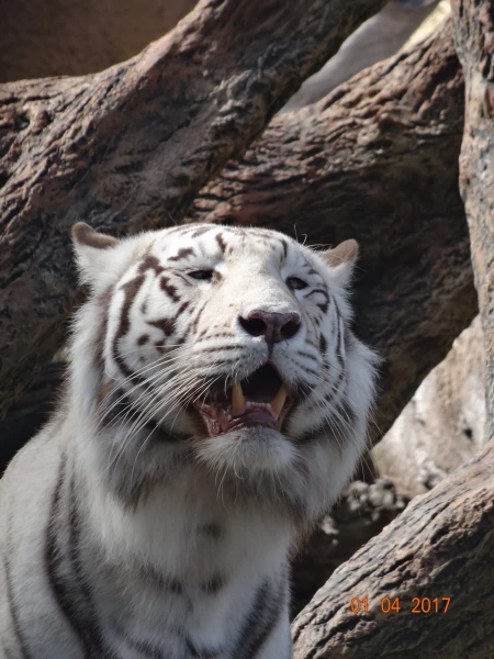 Loro Parque