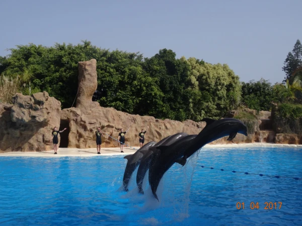Dolfins