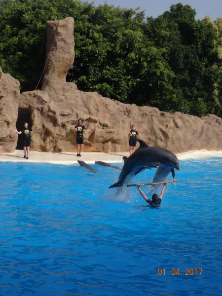 Dolfins