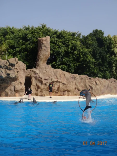 Dolfins