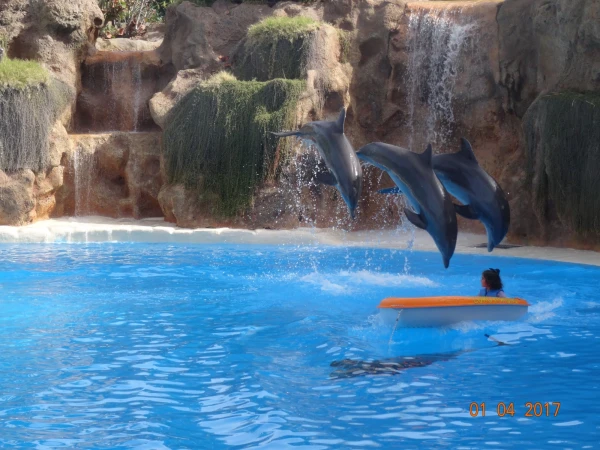 Dolfins