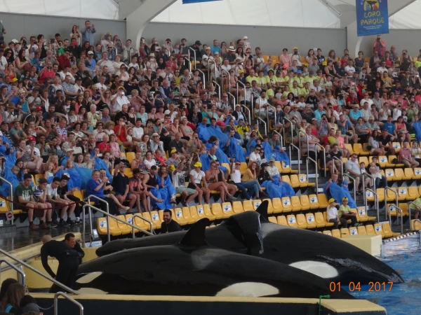 Orca Ocean