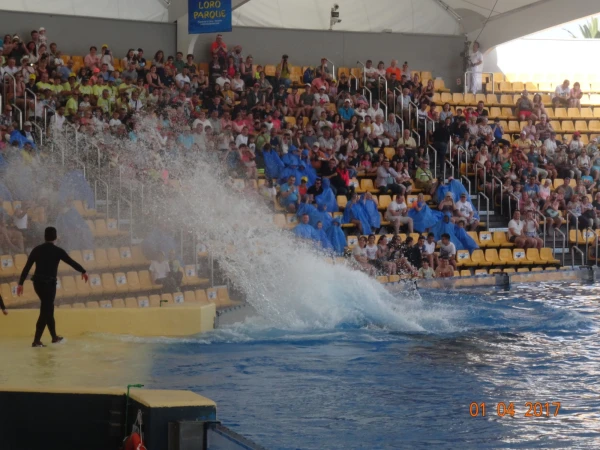 Orca Ocean