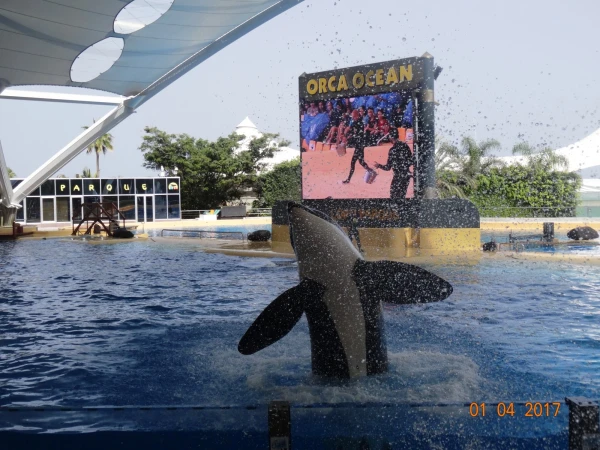 Orca Ocean