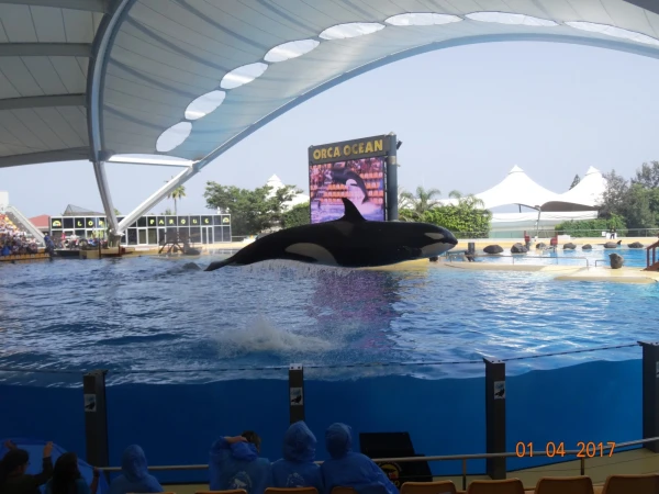 Orca Ocean