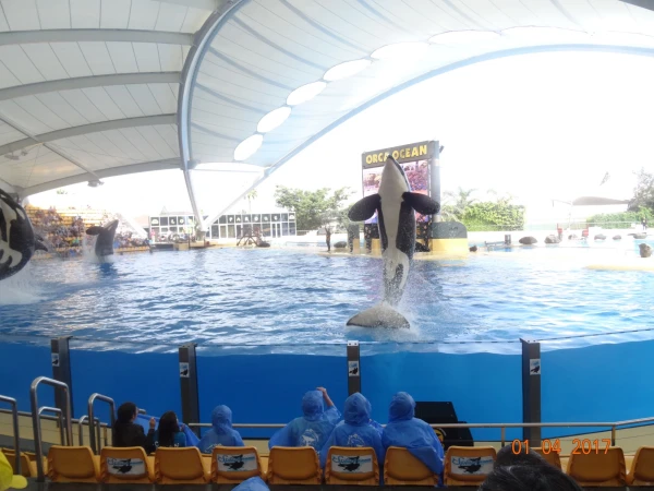 Orca Ocean
