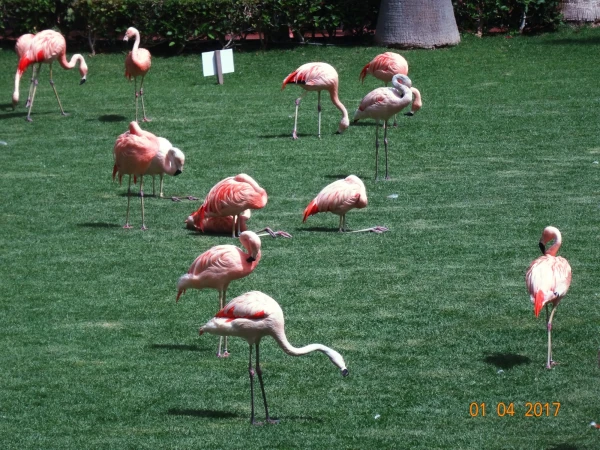 Loro Parque