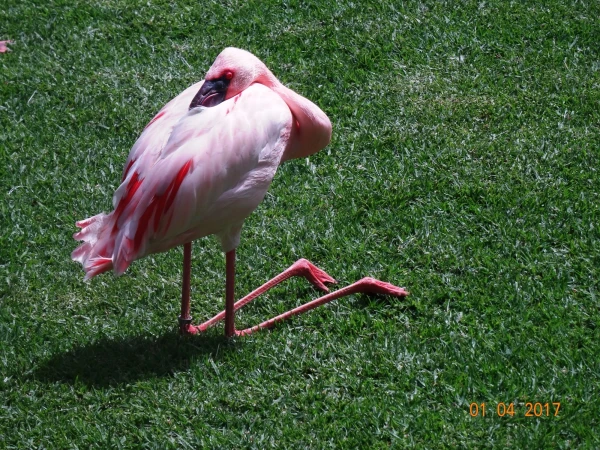 Loro Parque