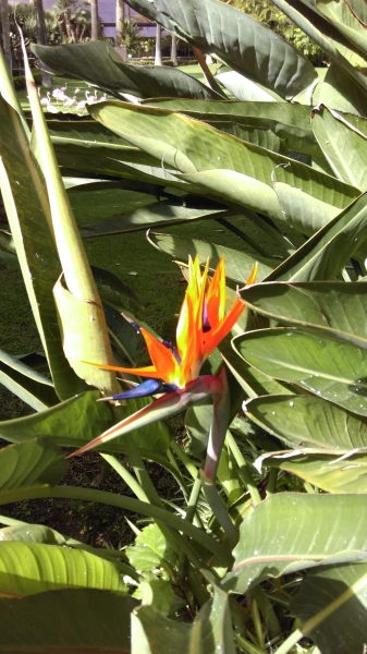 Loro Parque