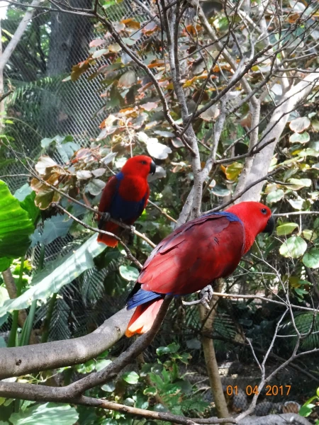 Loro Parque