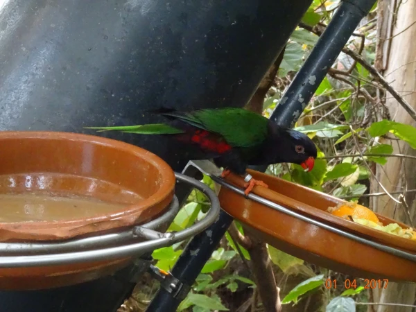 Loro Parque