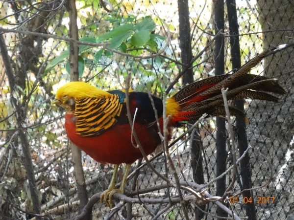 Loro Parque