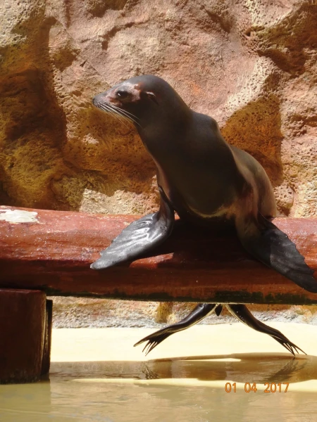 Sea Lions